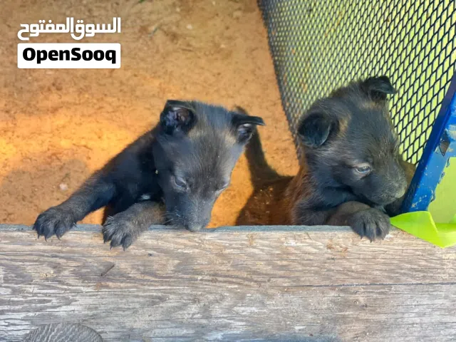 جراء مالينو