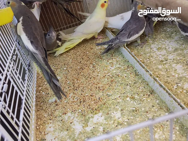 كوكتيل مشكل الوان وايت فيس وابيض وحبشي صحة ما شاء الله تبارك الله 2 ابيض 3 وايت فيس 7 حبشي