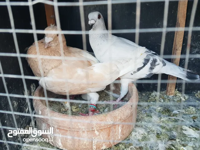 جواز حمام كلهم شغالات تحتهم افراخ او بيض