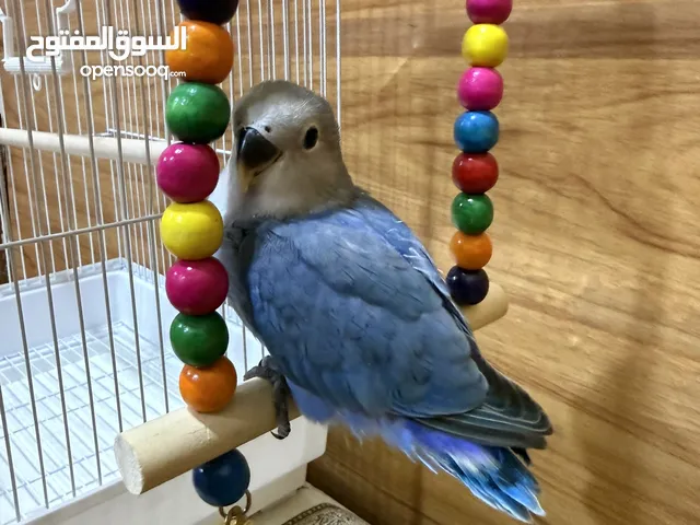 لوف بيرد الروز ربوه أليف يصلح حق الصغار والكبار نهاية عس تناديه تعال يجيك