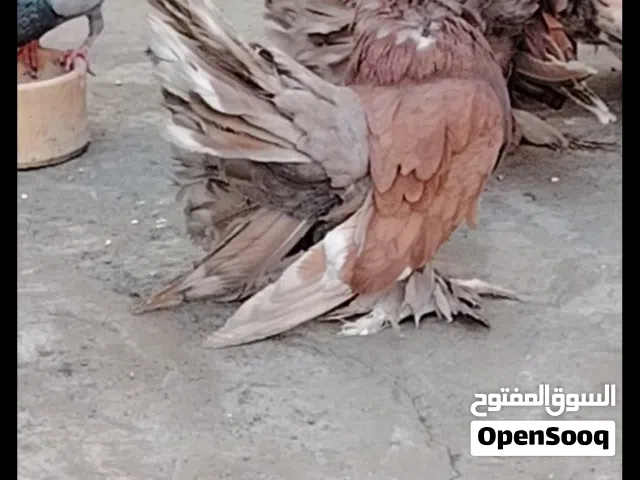 حمام شامسي  حجم جانبو ماشاء الله