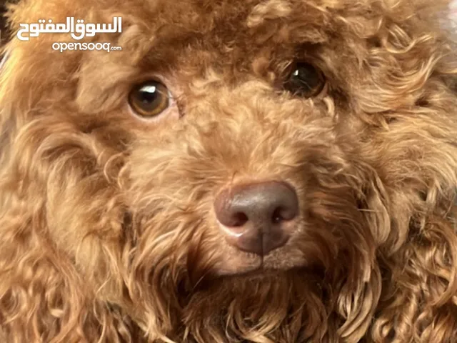Poodle toy انثى