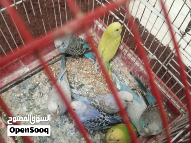 مخاليف حب اعمار مختلفه أكثر من شهرين