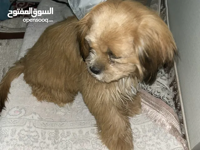 ذكر 1 2انثا