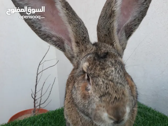 كوبيا جامبوا