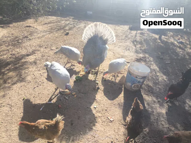 ديك رومي للبيع