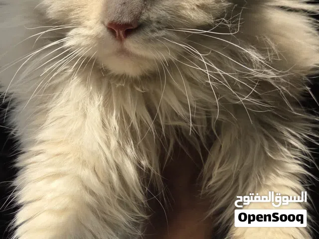 قطّة أنثى شيرازي فاخرة ونادرة للبيع – متعودة على الليتر بوكس