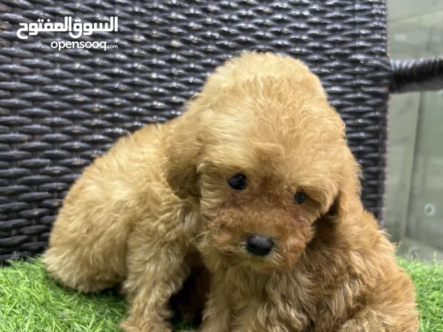 purebred red toy poodles