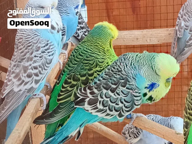 7 أزواج نمبر ناتجات يبن كساب