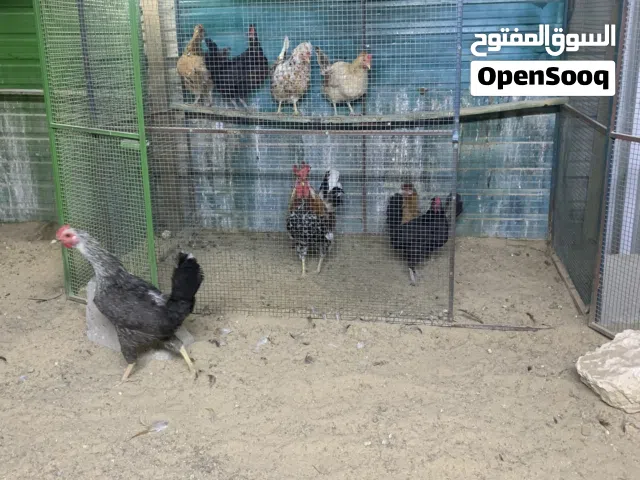 للبيع دجاج عربي