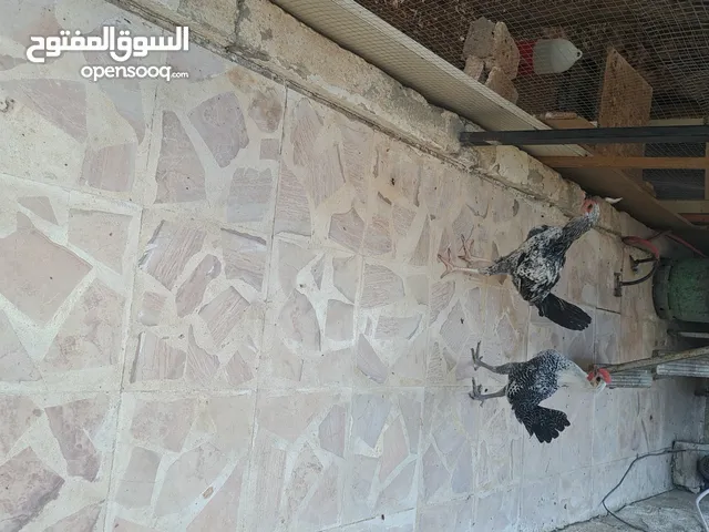ديكين بدل على دجاج بلدي