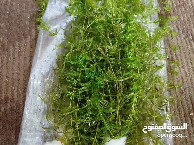 للبيع نبات ذيل ثعلب اقرء الوصف