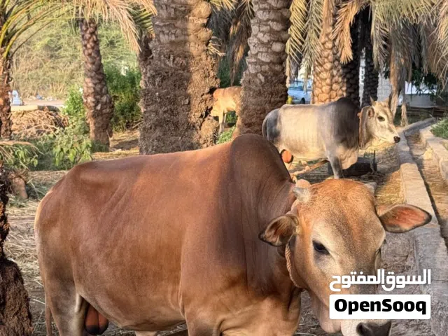 إقرأ الوصف .. عجل عماني مولود و مطعوم في المزرعة خالي من العذاريب عمره سنه و نصف