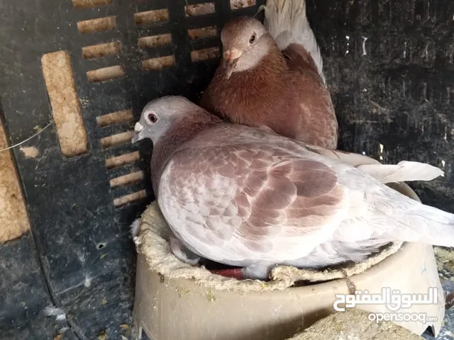 حمام زواجل للبيع نظيفات وحلوات كل زوج كاتب عليه السعر