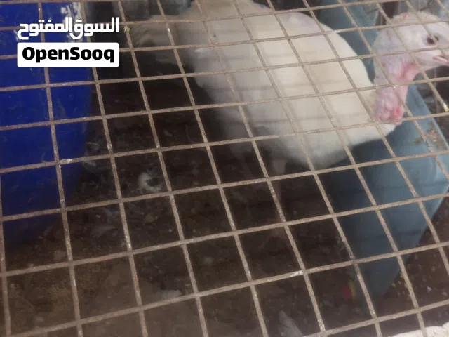 حبشه تحتها 9صيصان سعرها 25جاج وحبشه قاعده15
