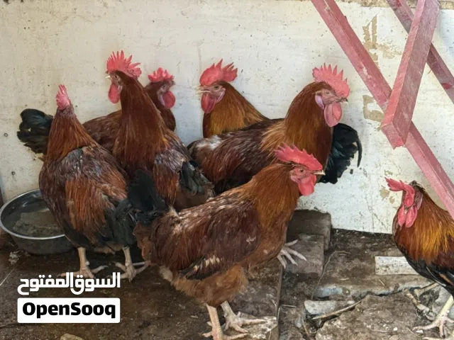 Male chicken