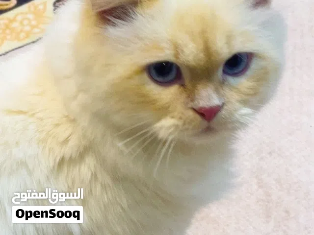 قطه تنثى عمر 6شهور