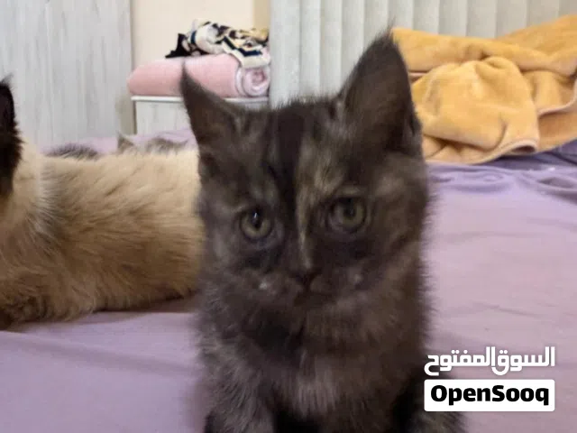 مكس سكوتش و شيرازي