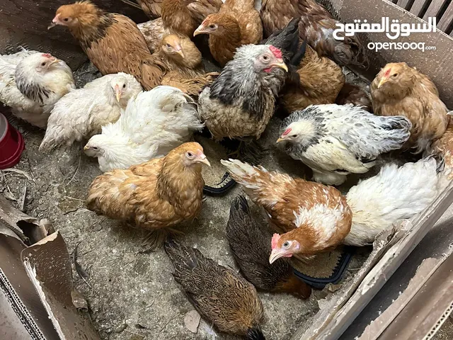 دجاج براهمة للبيع