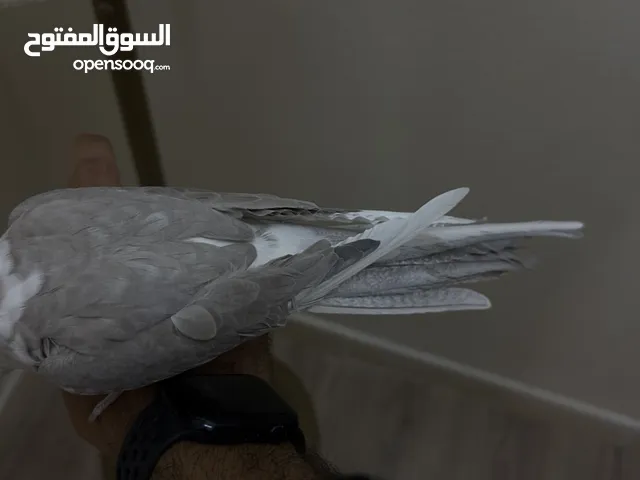 طيور بغبغاء كنيور وكوكتيل اليفه جميعها والبيع جمله او تفريد