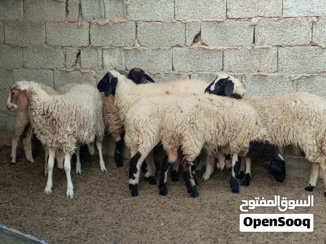 حوليات للبيع