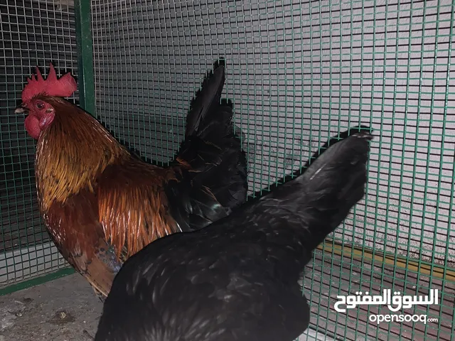 3 دجاج 3 chicken