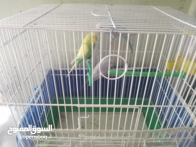 3 عصافير للبيع مع القفص وجميع أغراض القفص مشربه ماكله وقافات بيت خشبي موجود معاه قابل للتفاوض