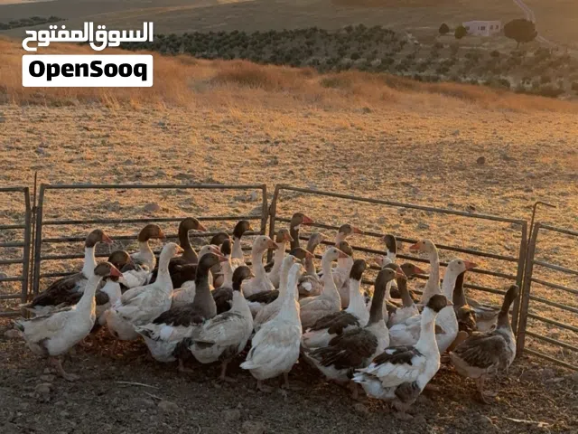 بط للبيع العدد 35