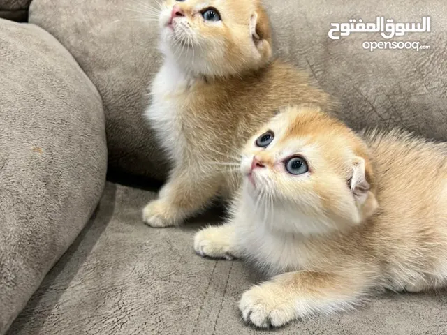 Cat kittens / Gold Scottish kittens