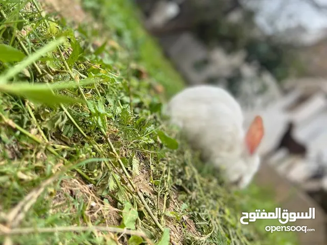 اعلان ارنب