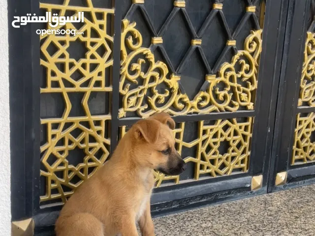 ملينوا عمره شهر و نص