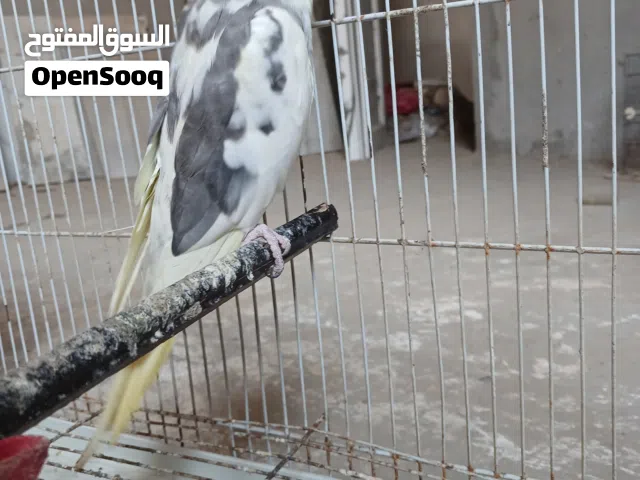عصفور ذكر كوكتيل لا قوة الا بالله