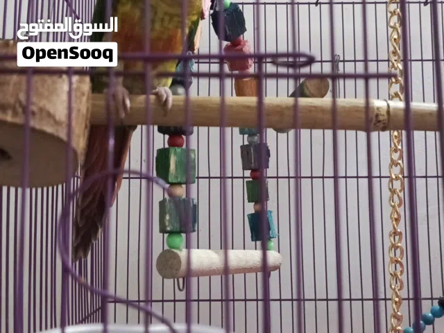 كنيور للبيع المواصفات جوه