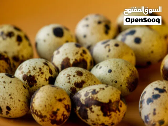 بيض سمان سبها التواصل عن طريق الواتساب