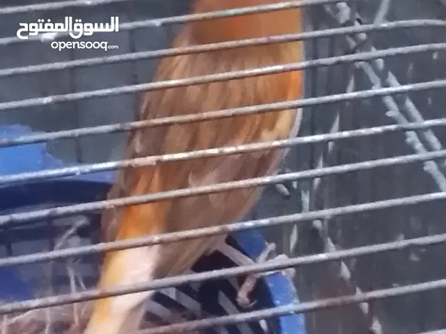 عصافير. كنار جوزين