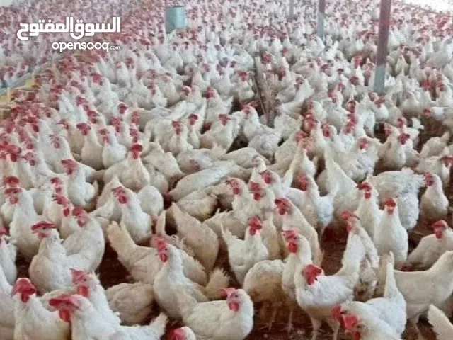 جاج بياض نخب اول كاسي ريش  للبيع كميات  لتواصل رقم الهاتف يوجد خدمة توصيل/