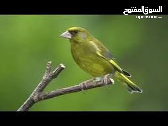 متوفر  طيور  خضري