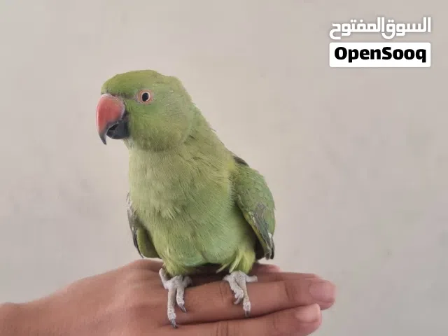 ببغاء درة هنديه اخضر