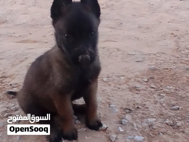 2 جرواي مينوا دكور درجة اولى الله يبارك
