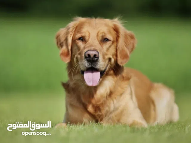 كلب جولدن مدرب طاعه