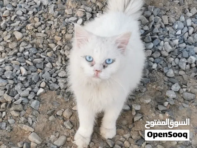 للبيع قطط زوج منتجات شيرازيات