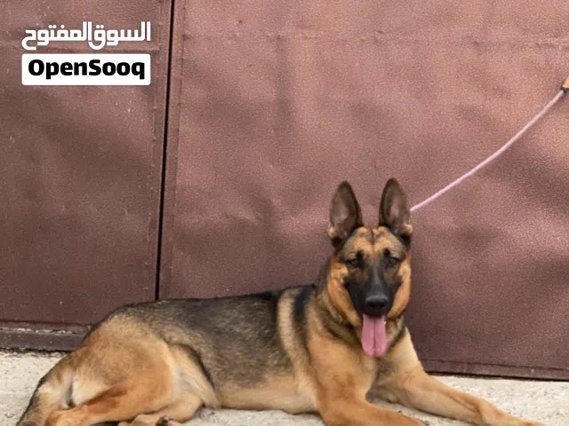 جيرمن سيبل للبيع