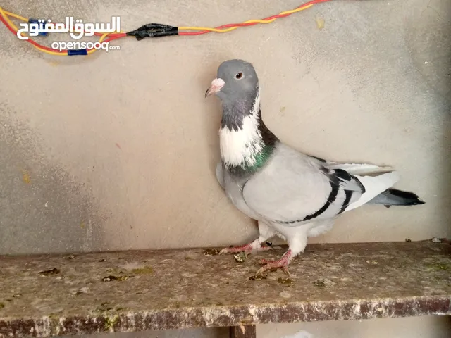 طيرة امازوني للبيع