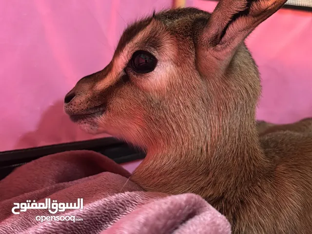 غزلان دماني