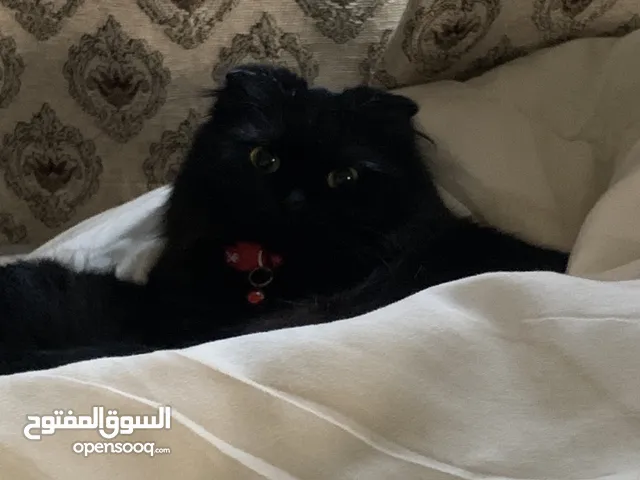 قطة سكوتش فولد شورت هير لون اسود نادر