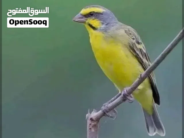 مطلوب طائر بسبوس موزمبيقي
