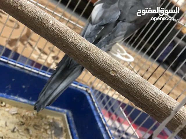 كوكتيل ذكر اليف جاهز وصوت جبار