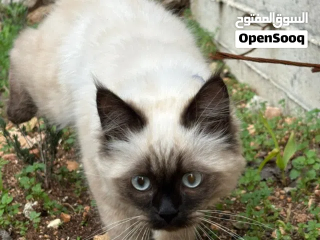 ذكر هيمالايا شوكليت عمره سبع اشهر