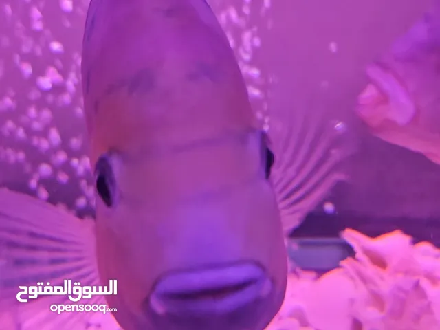 حوض أسماك صيني دائري