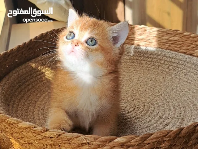 Male NY_11 Contact on WhatsApp please